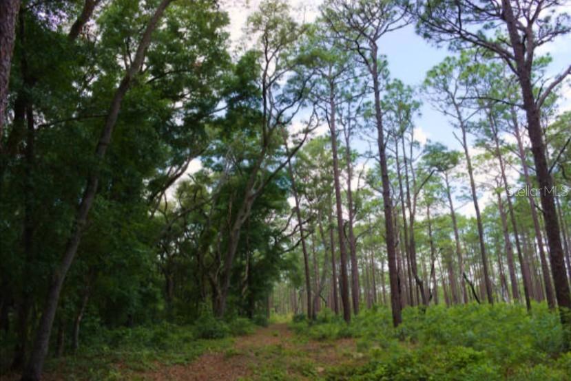 OCALA NATIONAL FOREST CAMPSITES - Residential