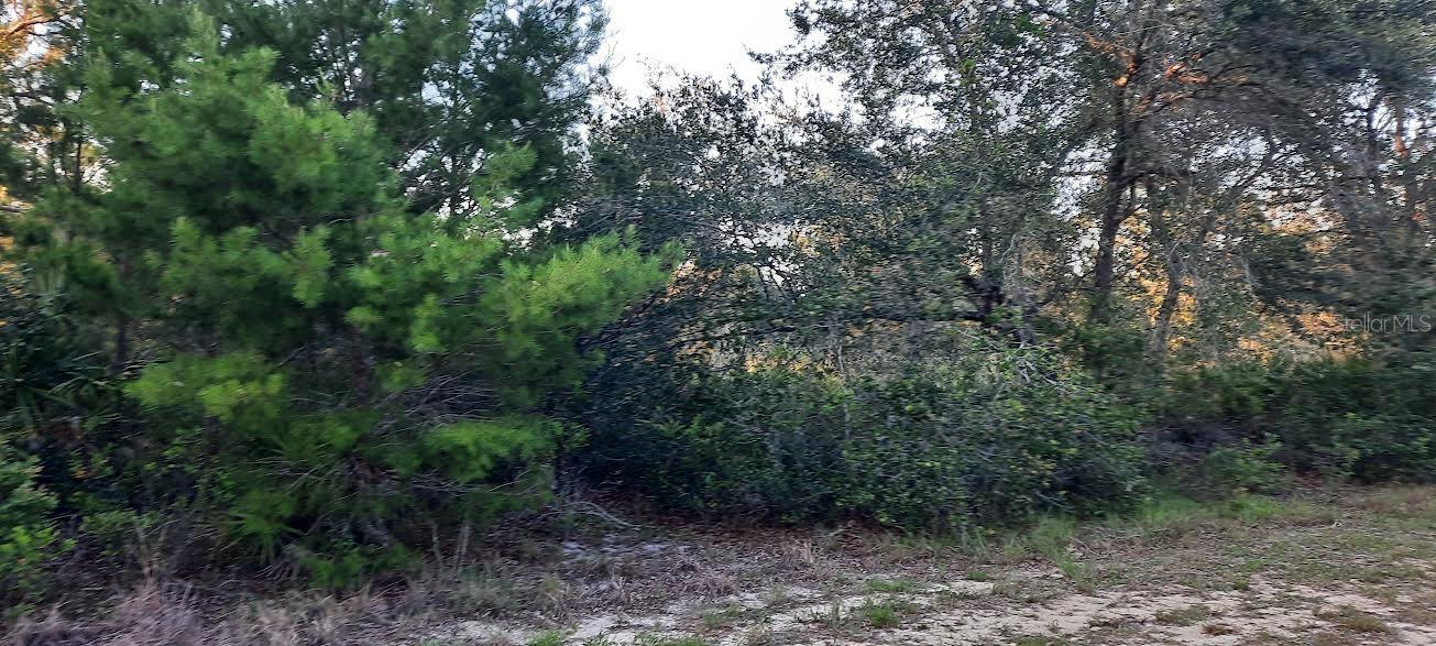 Come build your forever home on this one-half acre lot that located in the lake community of Indian Lake Estates, a golfing, fishing and
boating community in the center of Florida. Indian Lake Estates is about 20 miles east of Lake Wales. The community surrounds the 7,500 acre lake locally known as Lake Walk In Water, nationally known for its fishing and considered to be one of the best bass fishing lakes in all Florida. The lake has a beach, boat ramp, boat marina and the longest freshwater Fishing pier in the State of Florida. The pavilion is located at the front of the pier and is complete with propane grills and covered picnic tables. The community amenities include an 18-hole golf course, basketball and tennis courts, 23, 000 sq.ft. clubhouse, cafe, post office, churches, library, fitness room and pro shop. If you love nature and the peace and quiet of the country you're in luck. Wildlife is plentiful! You will see deer, raccoon, turkey, turtles, cranes and various species of birds that call Indian Lake Estates their home. Orlando and Disney is only about an hour's drive north and Tampa, Busch Gardens, and the Gulf's pristine beaches only a little over an hour west. Historic Bok Tower, a National Landmark, is in nearby Lake Wales. The Westgate River Ranch Resort and Rodeo is just six miles away. An authentic Florida dude ranch and full-service resort offering guests the opportunity to experience "Old Florida." Encompassing 1,700 beautiful acres, Westgate River Ranch features horseback riding, wildlife airboat and swamp buggy rides, Saturday night championship rodeo, trap/skeet range, nature hikes, petting farm, marina, Adventure Park with zip line and rock climbing wall, Westgate Smokehouse Grill and River Ranch Saloon and much more. Cowboy-themed accommodations range from ranch-themed lodge guestrooms and deluxe lodge suites to spacious cottages, two-bedroom cabins, Glamping and Luxe Teepees. Come out and see how great life can be at Indian Lake Estates! Polk County's best kept secret!