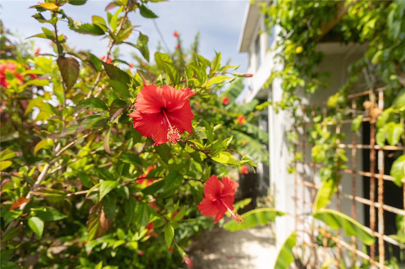 SECTOR MORROPO - Residential