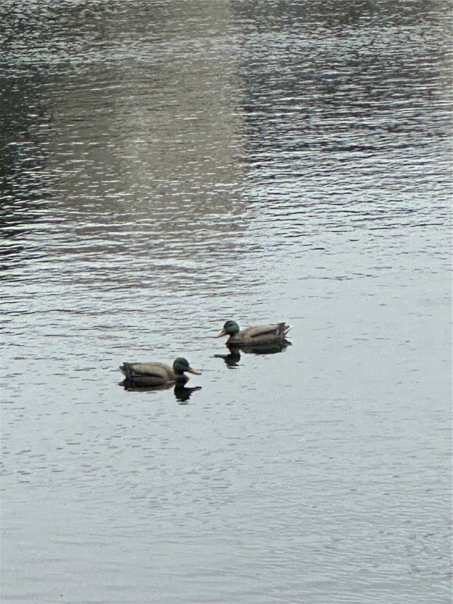 HEATHER LAKE APTS CONDO - Residential