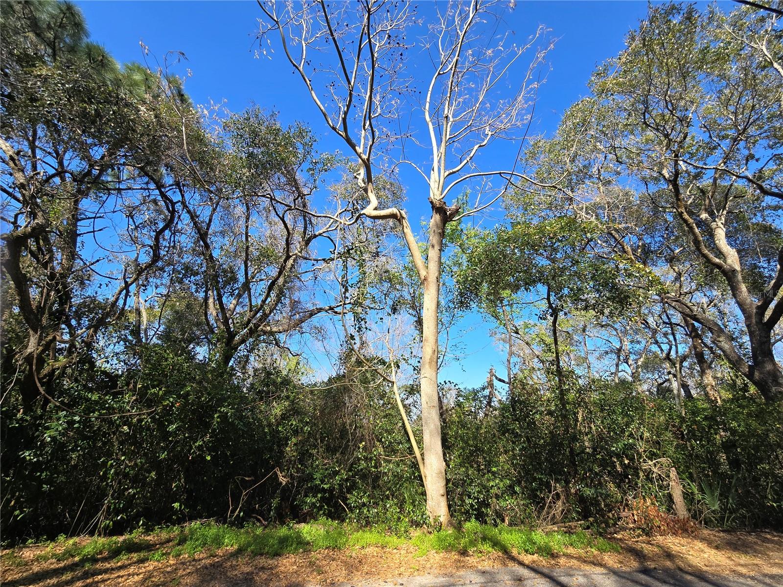 000 MAGNOLIA CREEK LANE