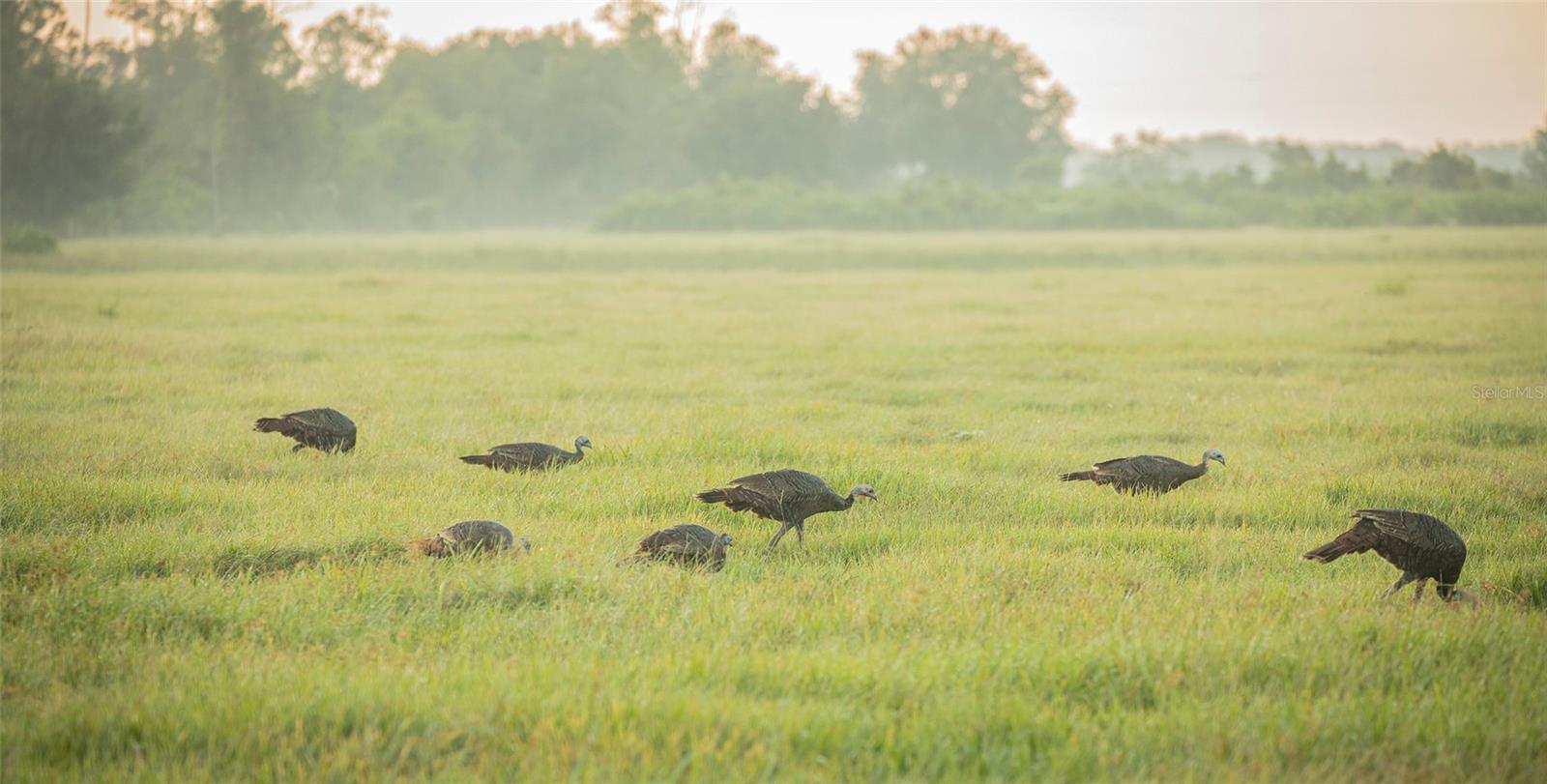 INDIAN HAMMOCK HUNT & RIDING - Land