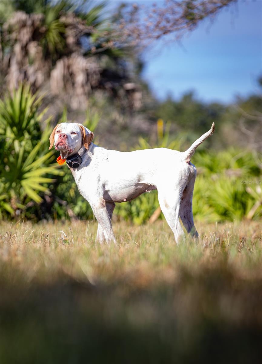 INDIAN HAMMOCK HUNT & RIDING - Land
