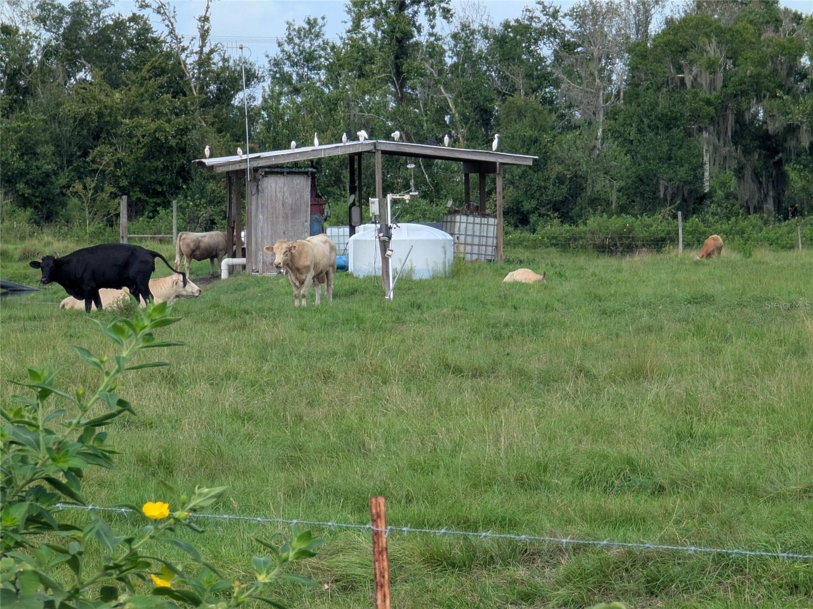 TOWN/BELLEVIEW - Residential