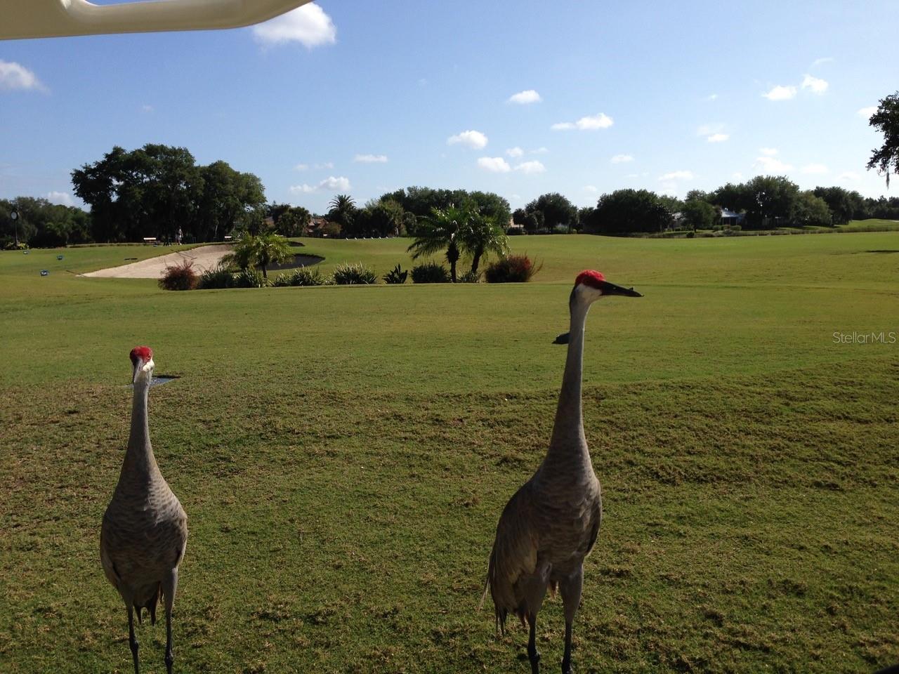 VENICE GOLF & COUNTRY CLUB - Residential