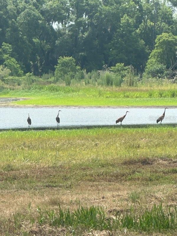 PALOMINO LAKES - Land