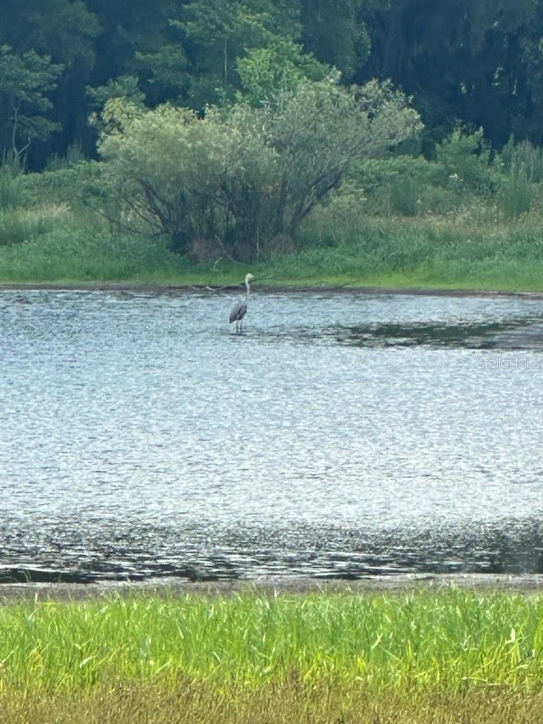 PALOMINO LAKES - Land