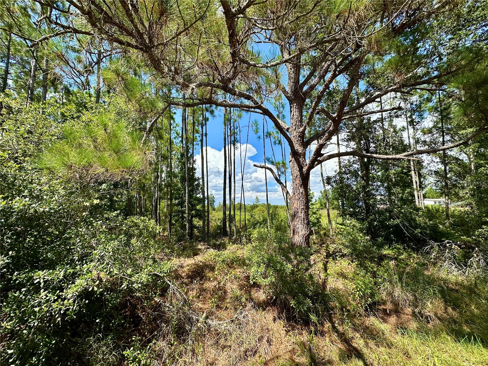 Here's your opportunity to get 1.25 acres in Clermont with No HOA. This property is off State RD 33 which gives you easy access to Downtown Clermont, public boat ramps, parks, trails and lakes. The back half of the lot is considered wetlands so you'll never have a rear neighbor. Your yard will be private with lots of birds chirping and nature at its finest. It's very peaceful on this road and you also have easy access to I-4 if you need to head towards Tampa. Lot is aprox 165ft at the road and 289ft deep. Lots of possibilities