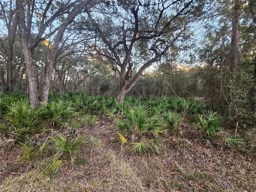 Photo of Rosehill Drive, Webster, FL 33597 (MLS # TB8474429)