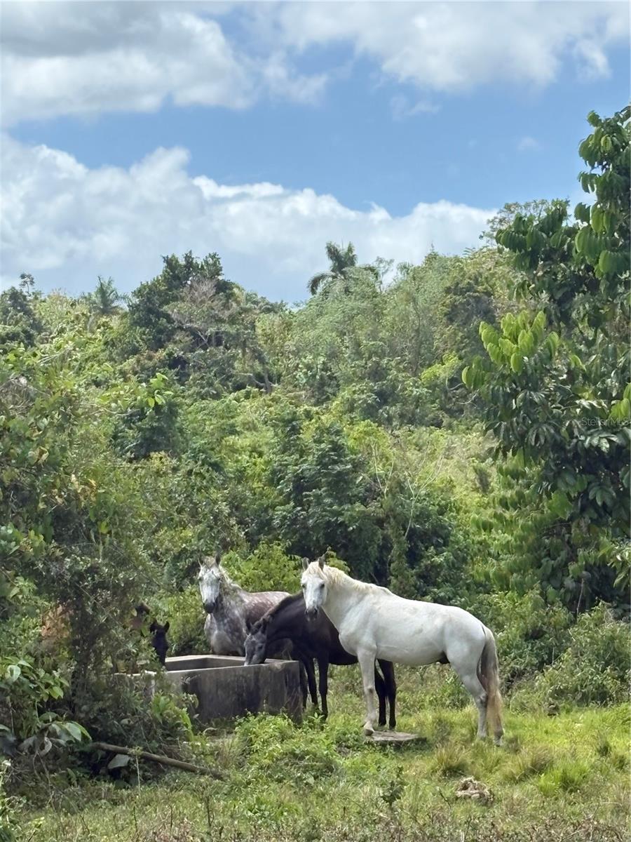 Carr 119 INT. 448 KM 3.7 ROAD