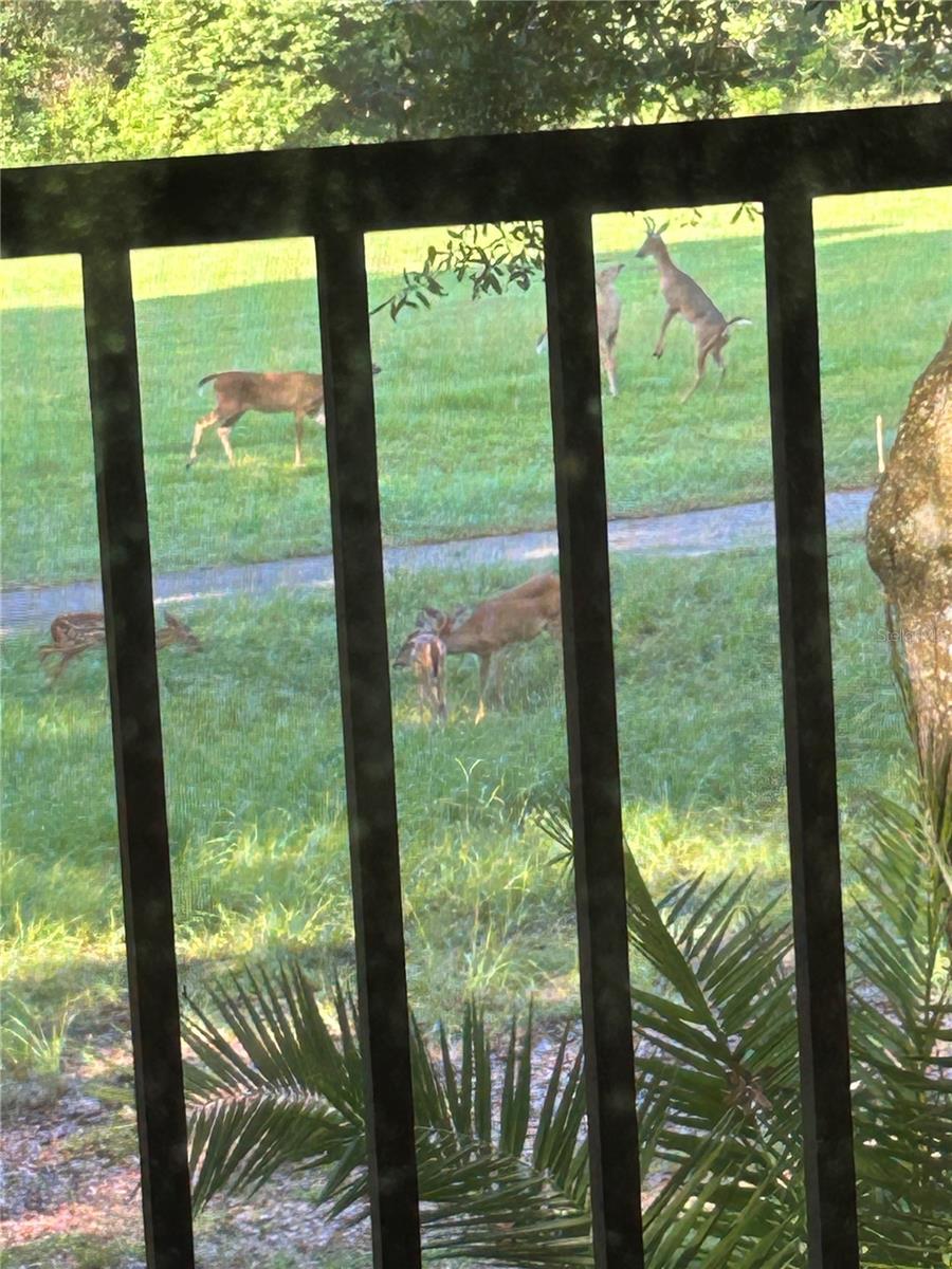 TARPON WOODS CONDO - Residential