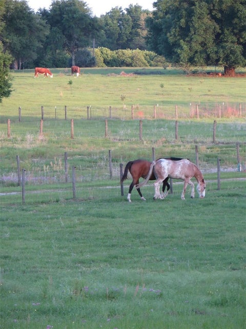 Tiny photo for 21341 Horse Ranch Road, Mount Dora, FL 32757 (MLS # O6425682)