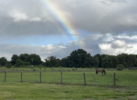 Tiny photo for 21341 Horse Ranch Road, Mount Dora, FL 32757 (MLS # O6425682)