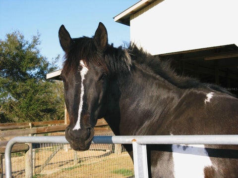 Tiny photo for 21341 Horse Ranch Road, Mount Dora, FL 32757 (MLS # O6425682)