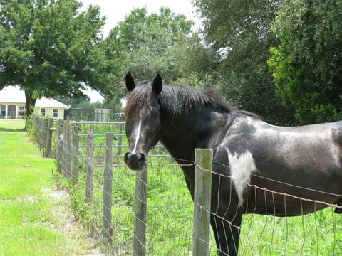 Tiny photo for 21341 Horse Ranch Road, Mount Dora, FL 32757 (MLS # O6425682)
