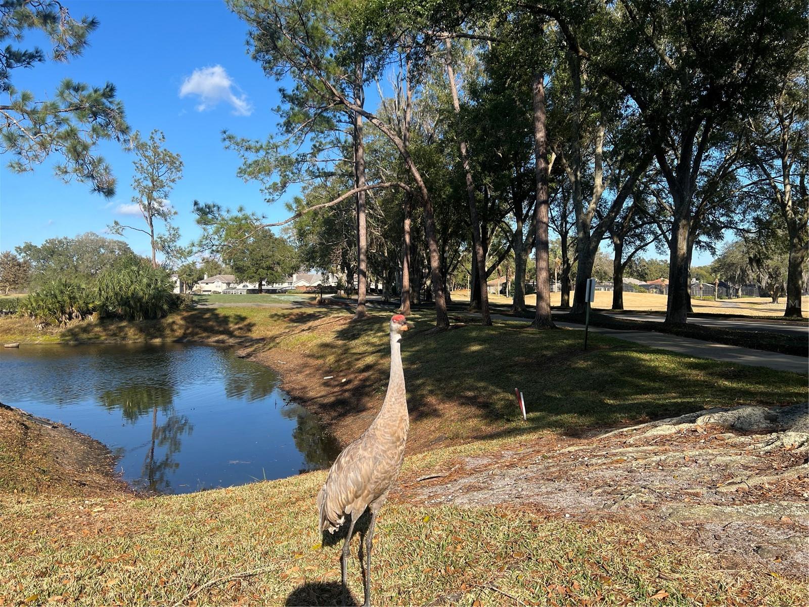 HAMPTONS OF HEATHROW 1 THE - Residential