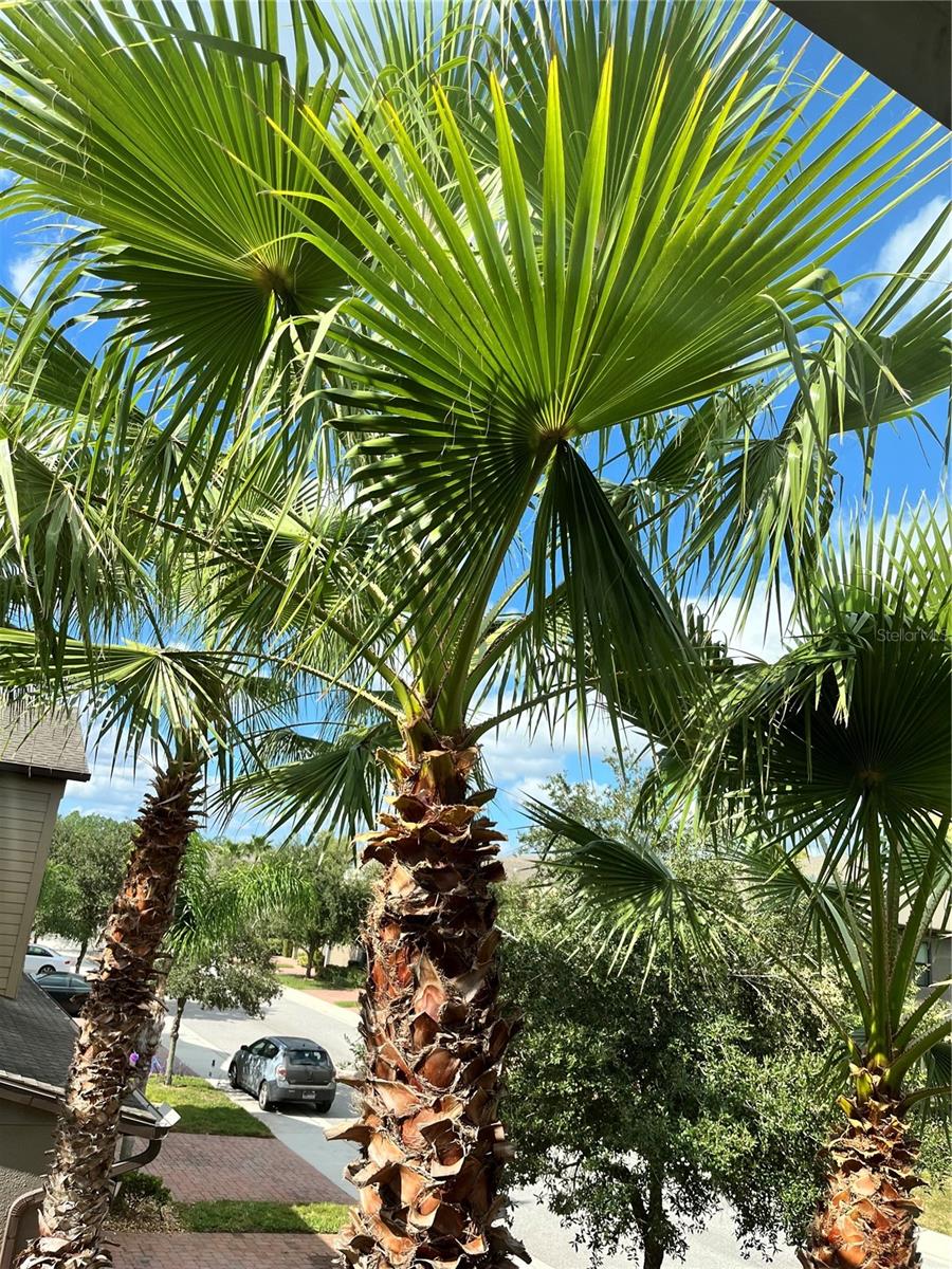 HIDDEN OAKS TWNHMS - Residential