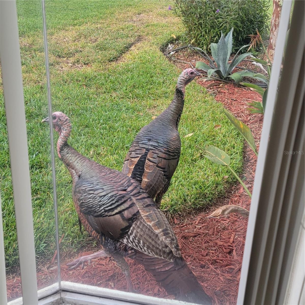 LIONSPAW TR E - Residential