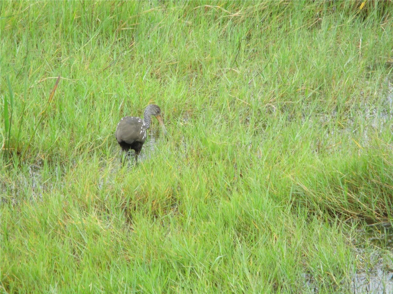 INDIAN LAKE ESTATES - Land