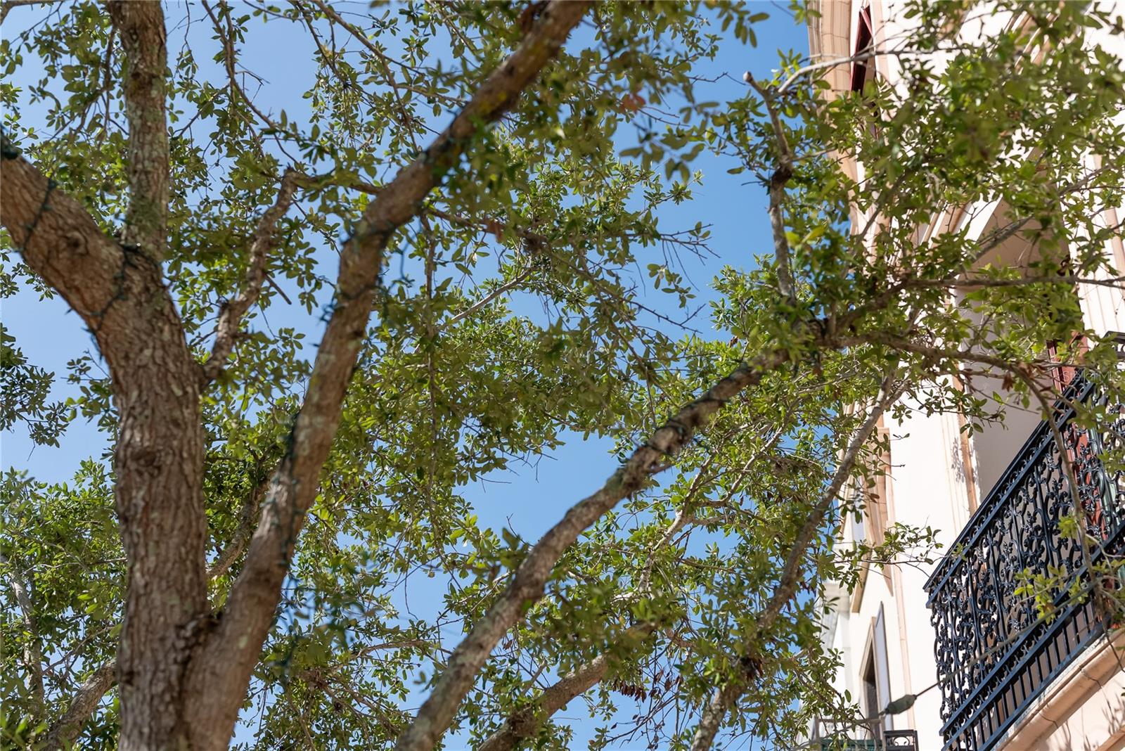 COURTYARD AT CITRUS - Residential