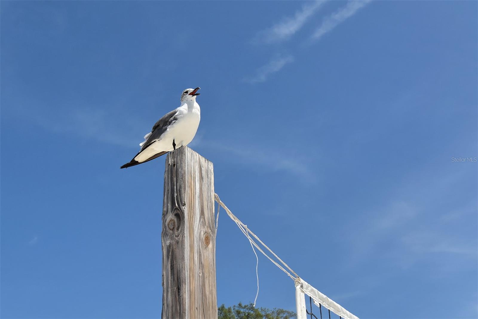 PERICO BAY CLUB - Residential