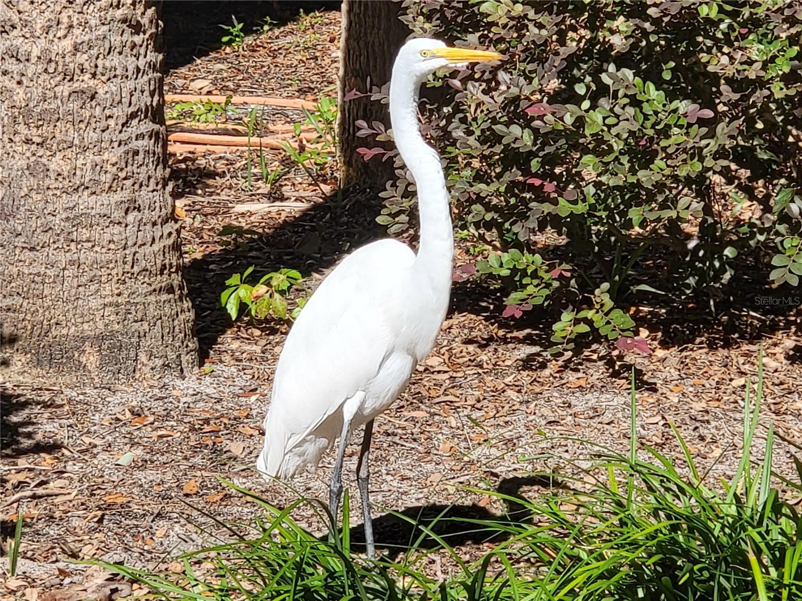PLANTATION AT LEESBURG - Residential