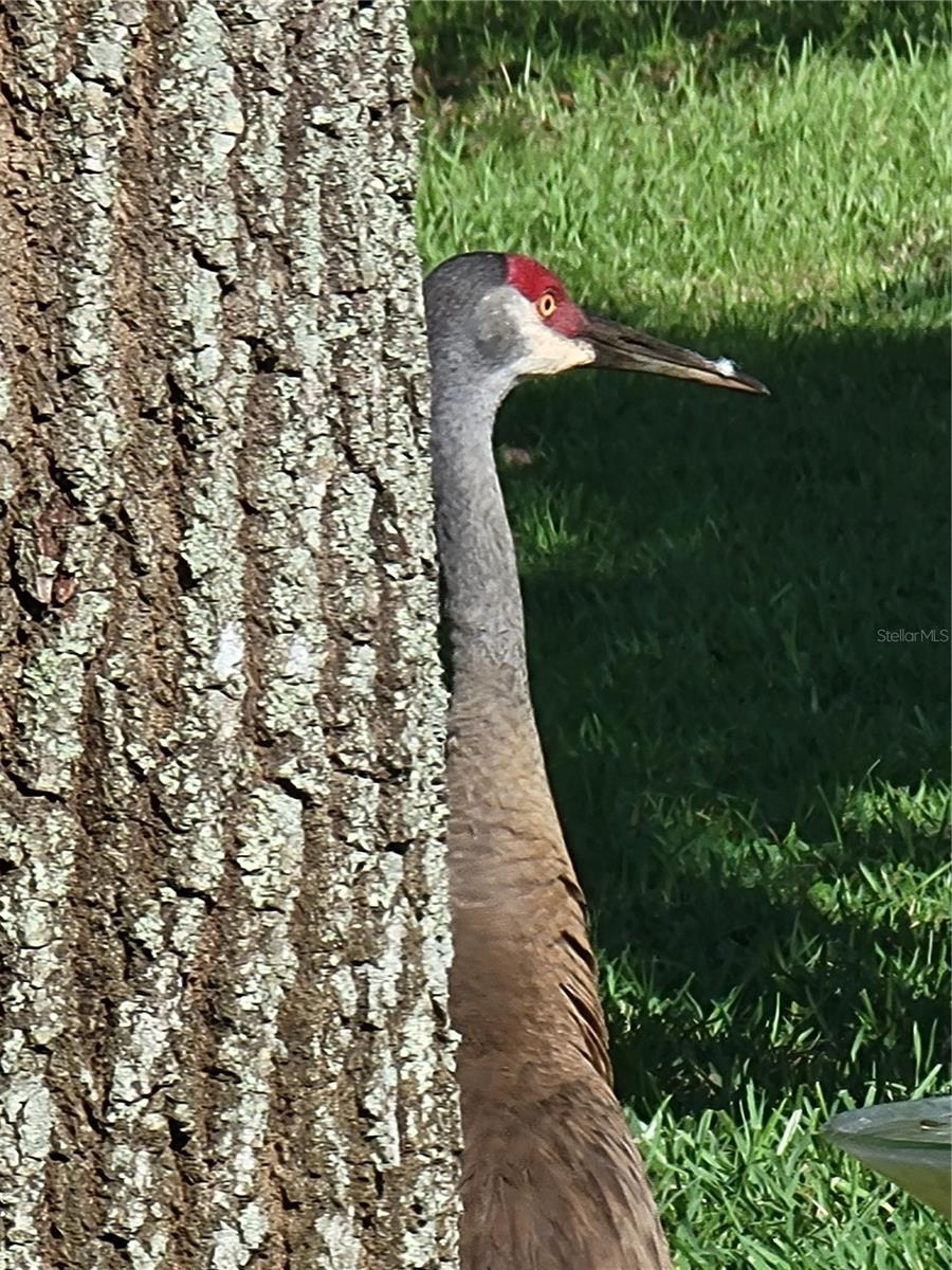 PLANTATION AT LEESBURG - Residential