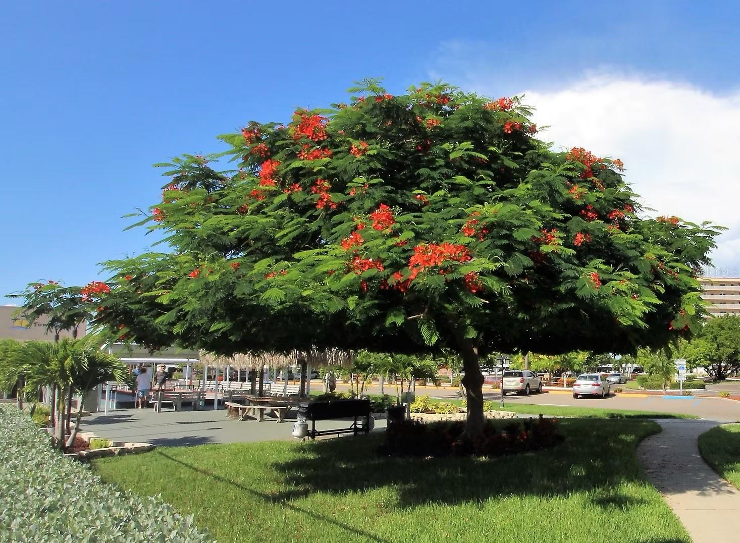 TOWN SHORES OF GULFPORT - Residential