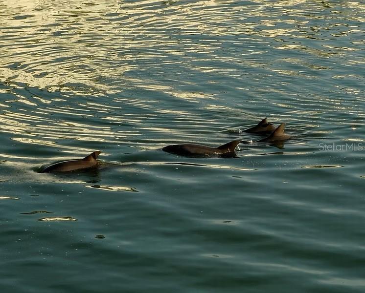 TOWN SHORES OF GULFPORT - Residential