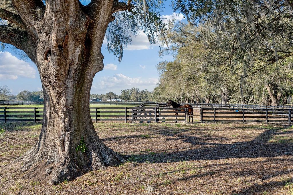 Photo of 815 SE 145th Street, Summerfield, FL 34491 (MLS # G5106690)