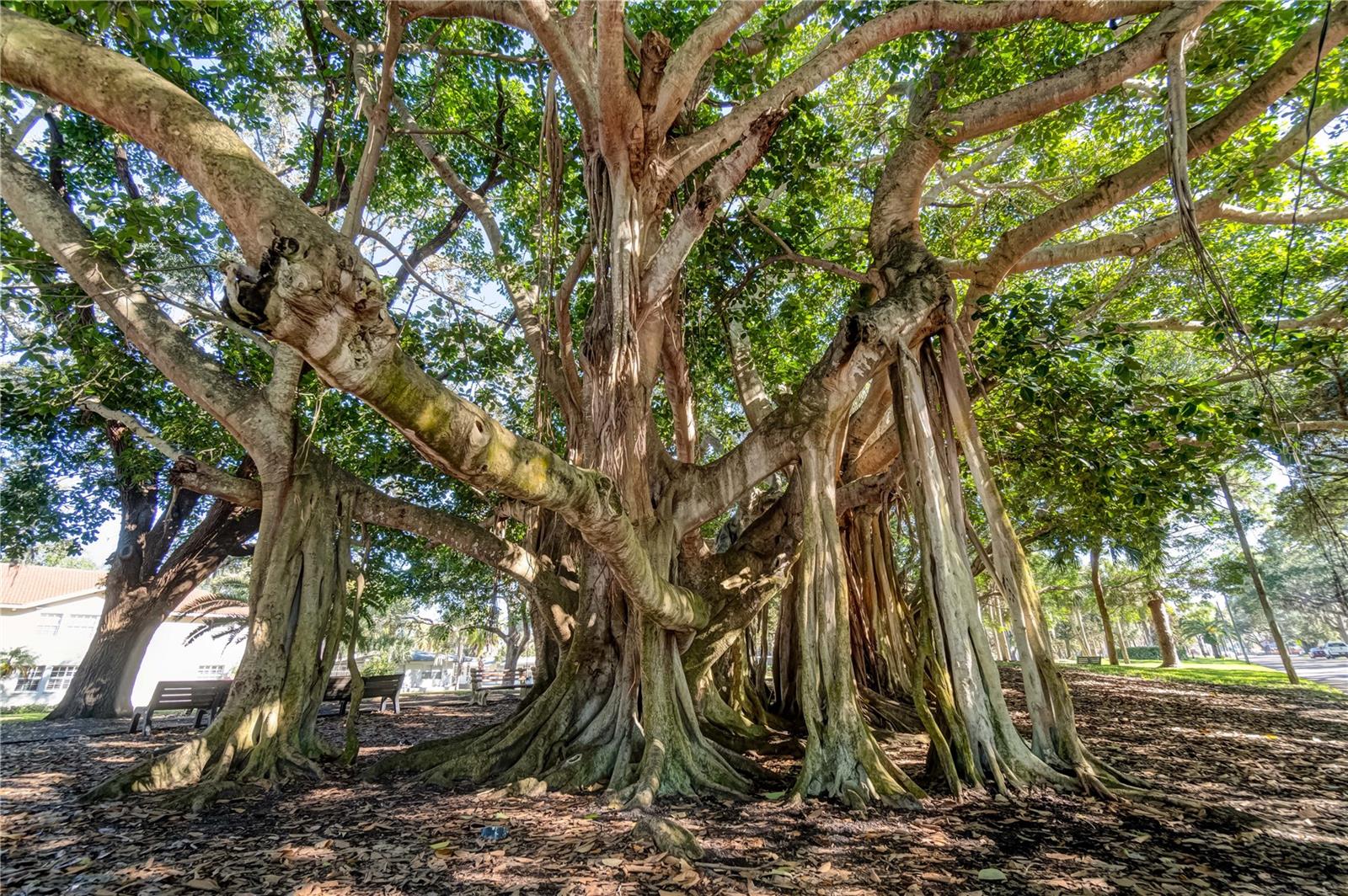 WINDSOR HOUSE - Residential