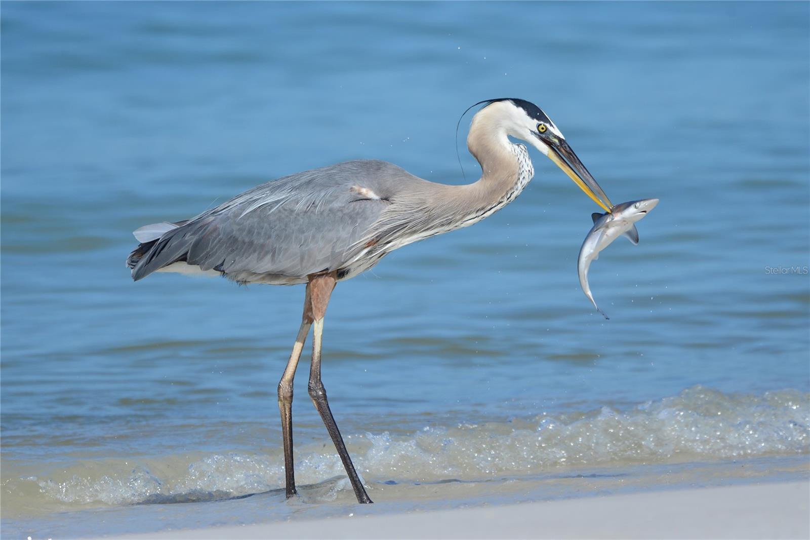 PINEBROOK SOUTH - Residential