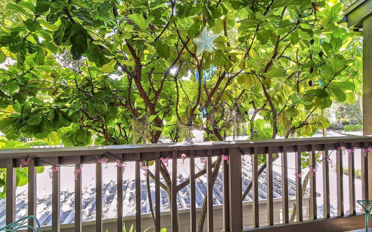 PELICAN COVE XII - Residential Lease
