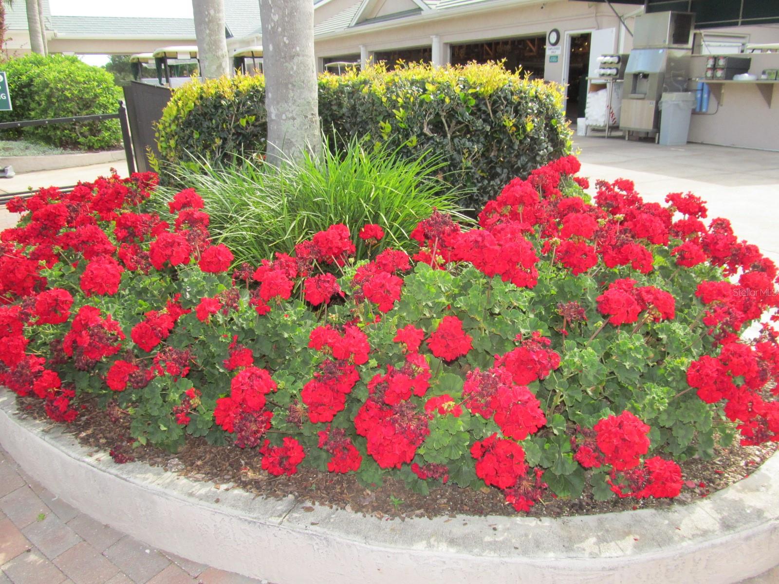 VERANDAS AT TARA GOLF & C.C. - Residential