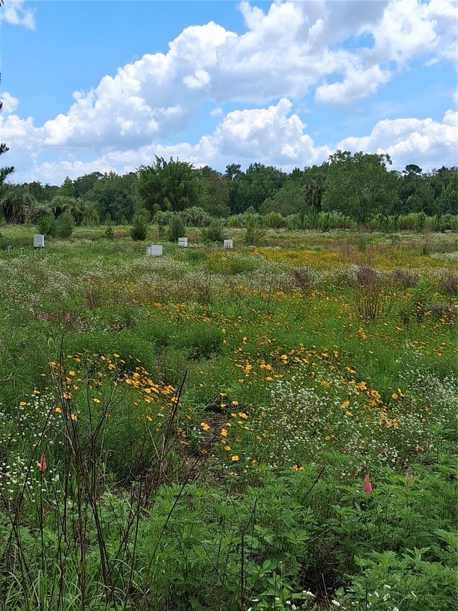 BLAND PLANTATION - Land