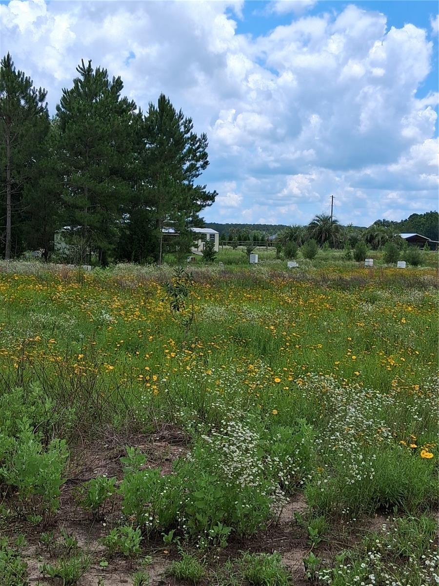 BLAND PLANTATION - Land