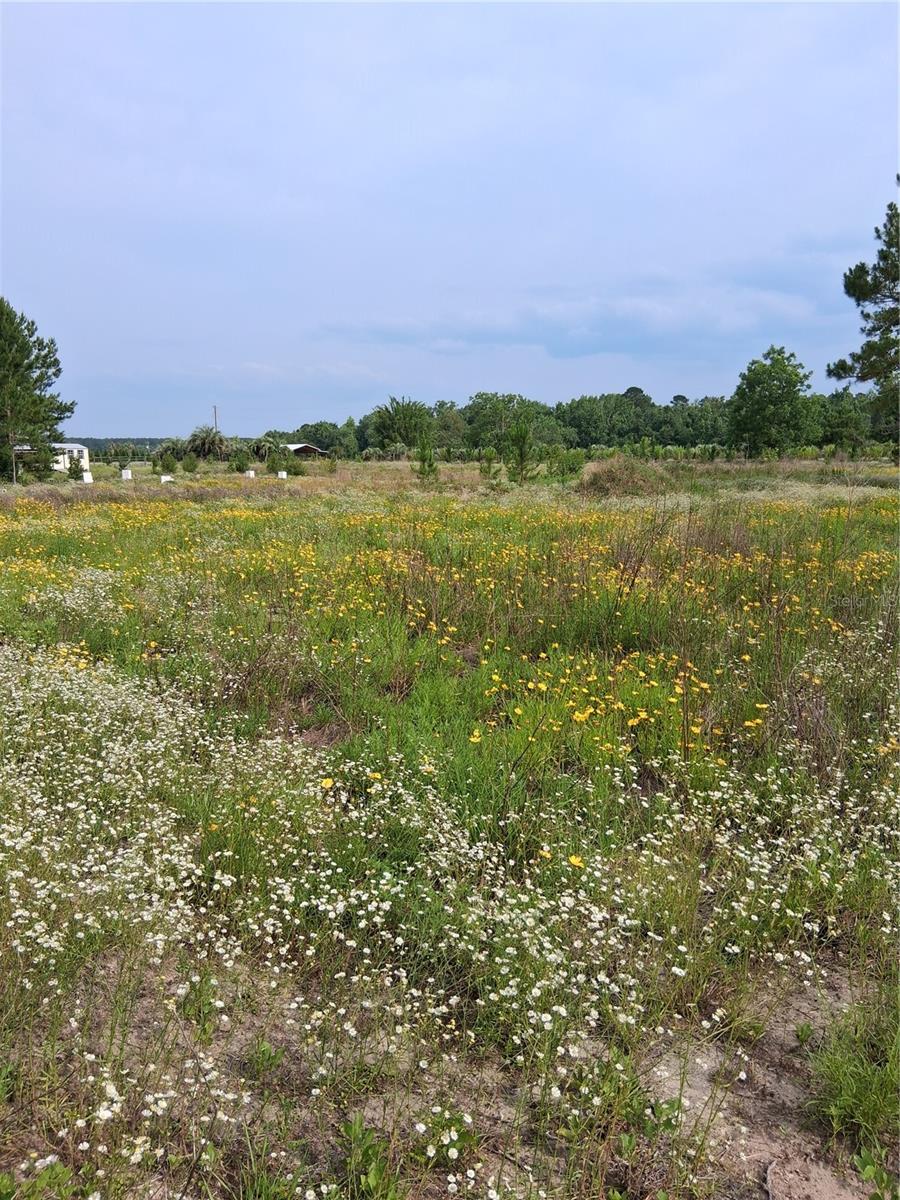 BLAND PLANTATION - Land