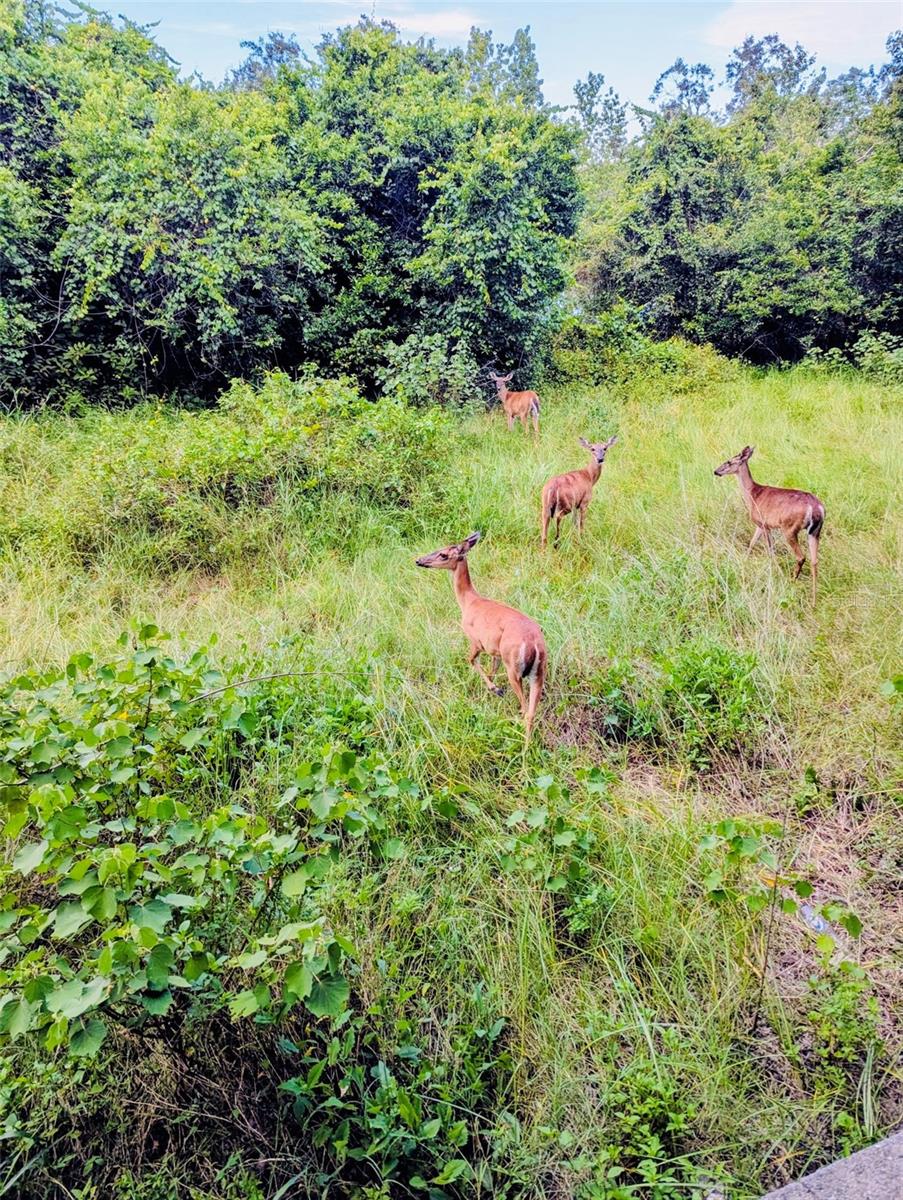 WEKIVA PARK TWNHMS - Residential
