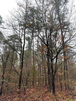 209 TIMBER CREEK TRL, BROKEN BOW, OK 74728 - Image 4cdffd04bde5e0d0f21d86334498e91a/3602378656