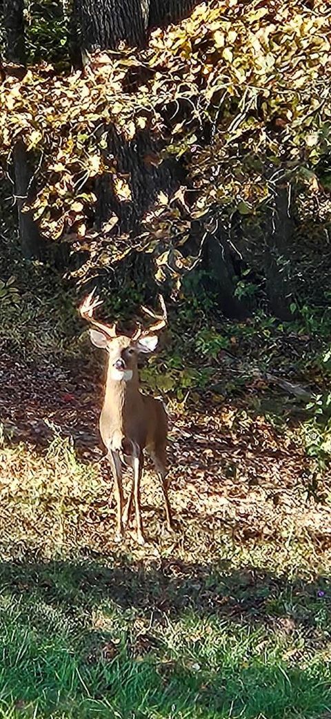 Tiny photo for 20731 State Route 664 S, South Bloomingville, OH 43152 (MLS # 226002236)