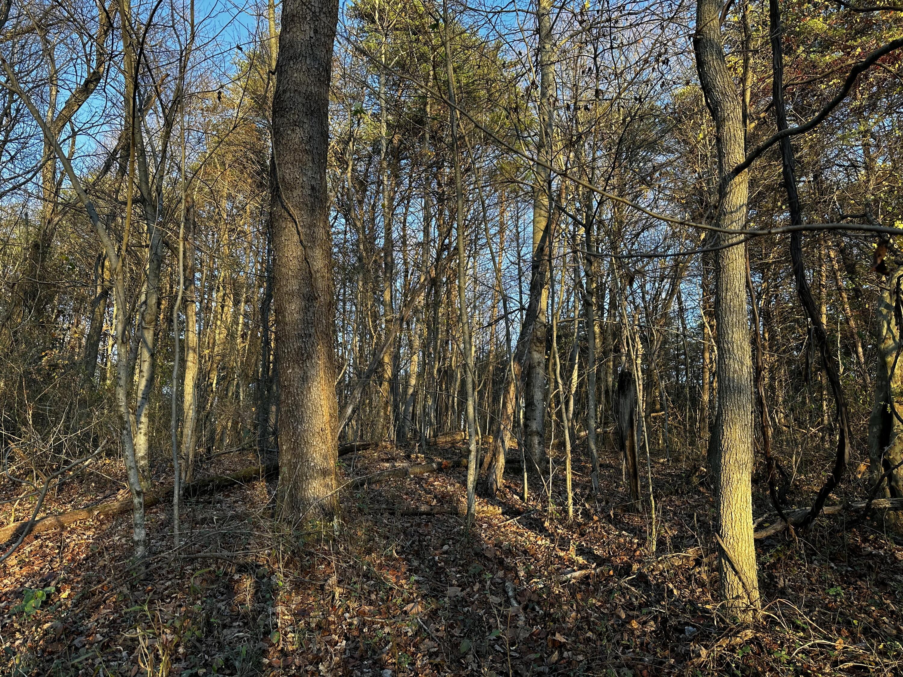 7342 Dutch Ridge Road #TRACT 1 AT DUTCH RIDGE, New Straitsville, Ohio image 43