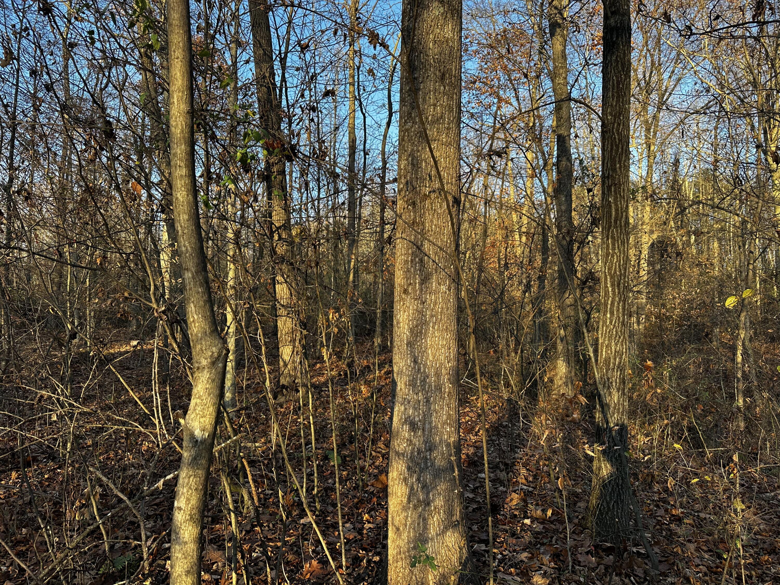 7342 Dutch Ridge Road #TRACT 1 AT DUTCH RIDGE, New Straitsville, Ohio image 36