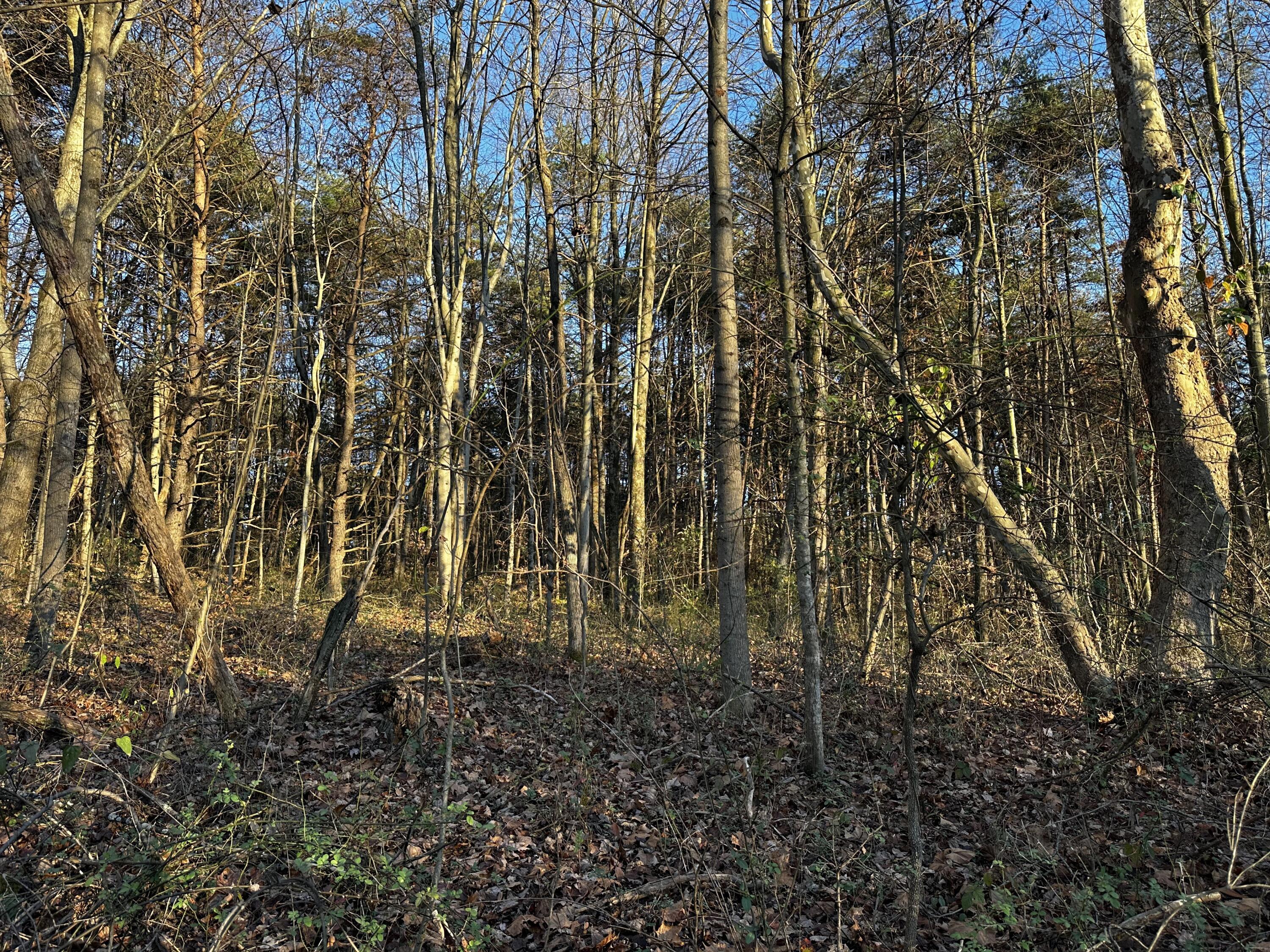 7342 Dutch Ridge Road #TRACT 1 AT DUTCH RIDGE, New Straitsville, Ohio image 19