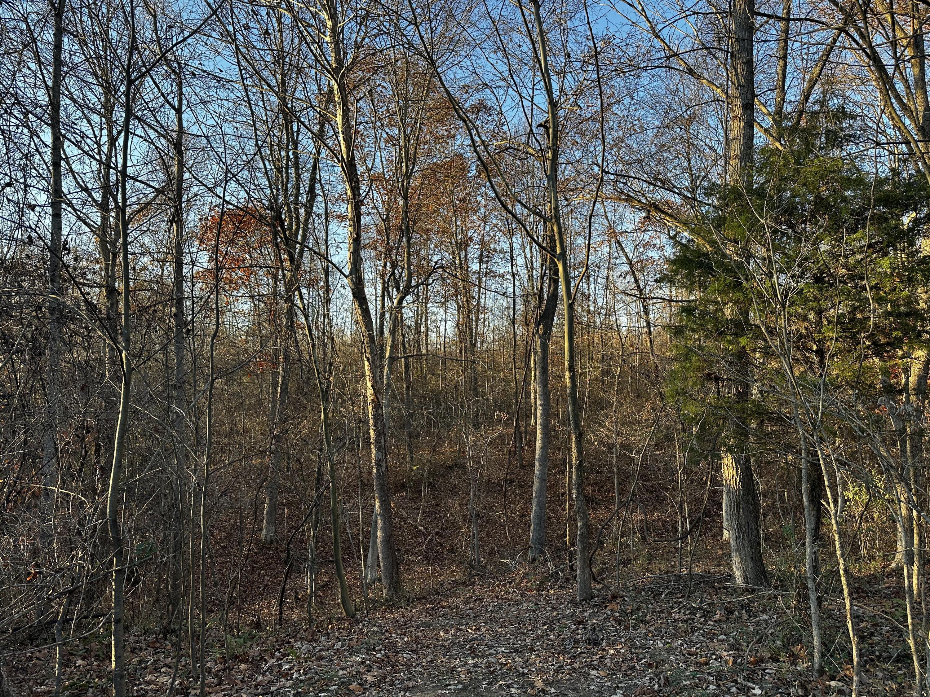 7342 Dutch Ridge Road #TRACT 1 AT DUTCH RIDGE, New Straitsville, Ohio image 31