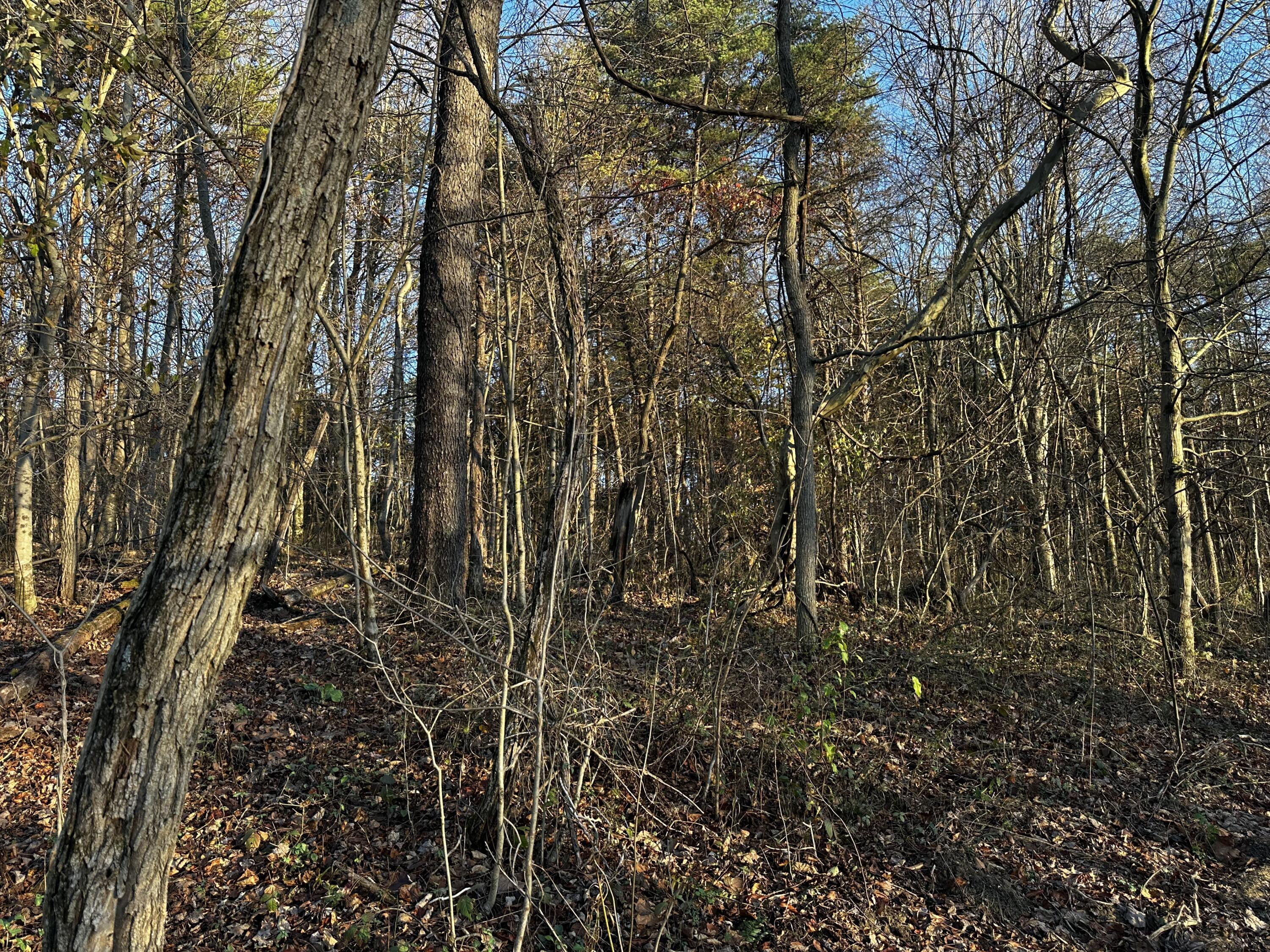 7342 Dutch Ridge Road #TRACT 1 AT DUTCH RIDGE, New Straitsville, Ohio image 17