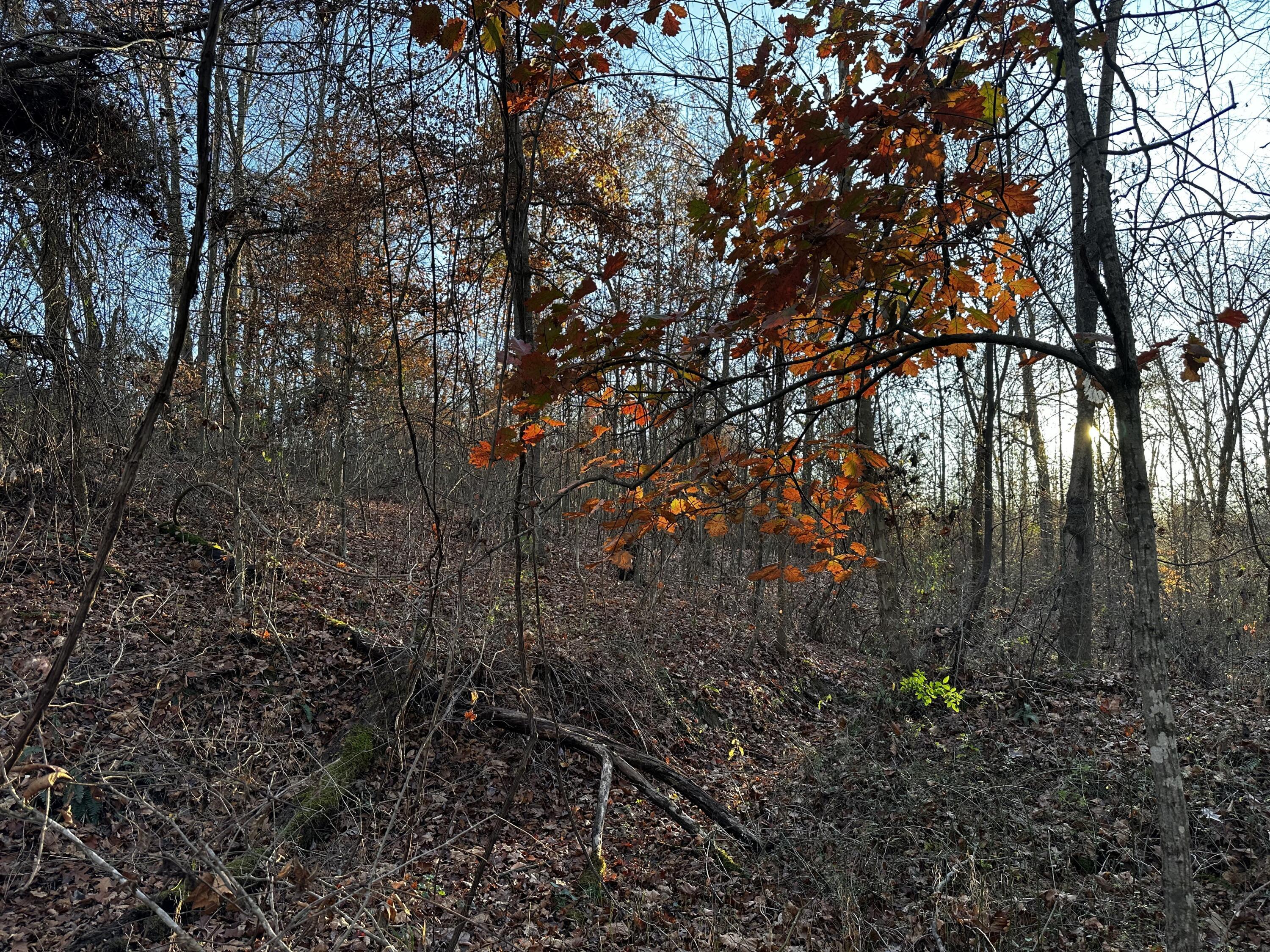 7342 Dutch Ridge Road #TRACT 1 AT DUTCH RIDGE, New Straitsville, Ohio image 34