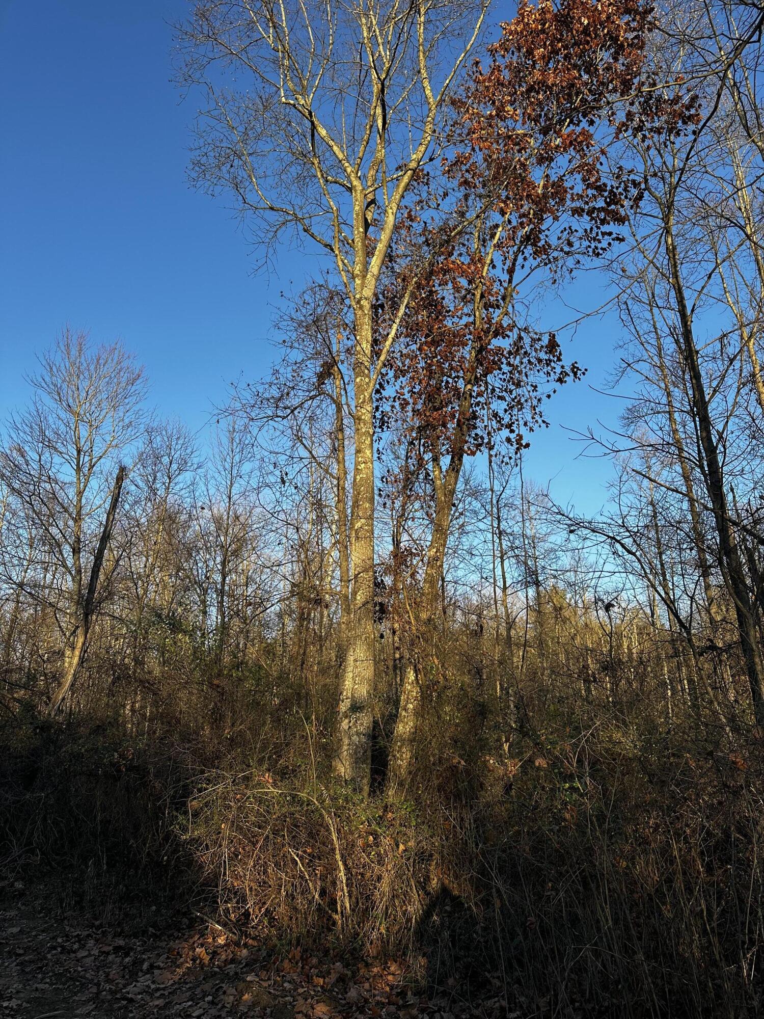 7342 Dutch Ridge Road #TRACT 1 AT DUTCH RIDGE, New Straitsville, Ohio image 39