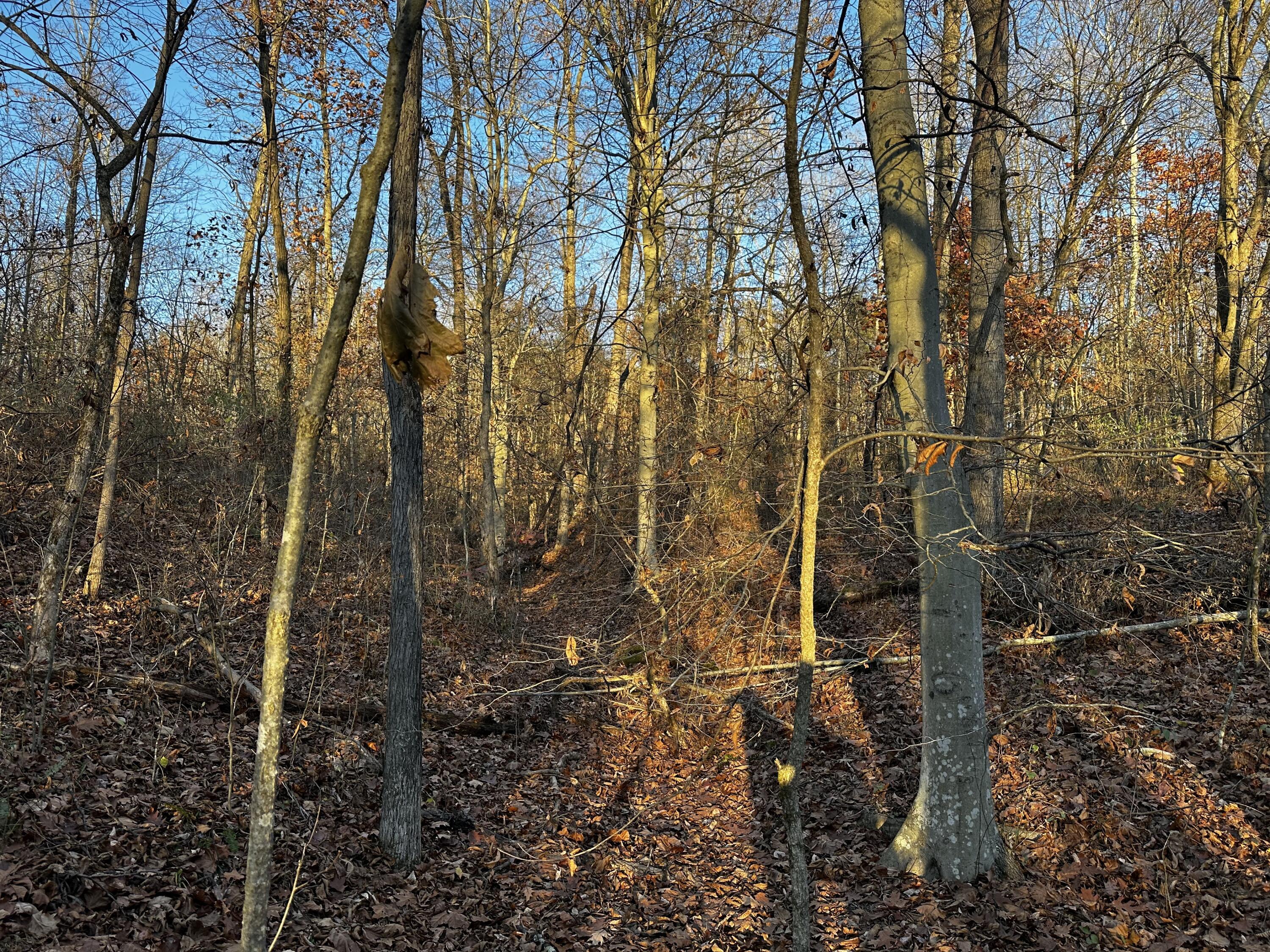 7342 Dutch Ridge Road #TRACT 1 AT DUTCH RIDGE, New Straitsville, Ohio image 35