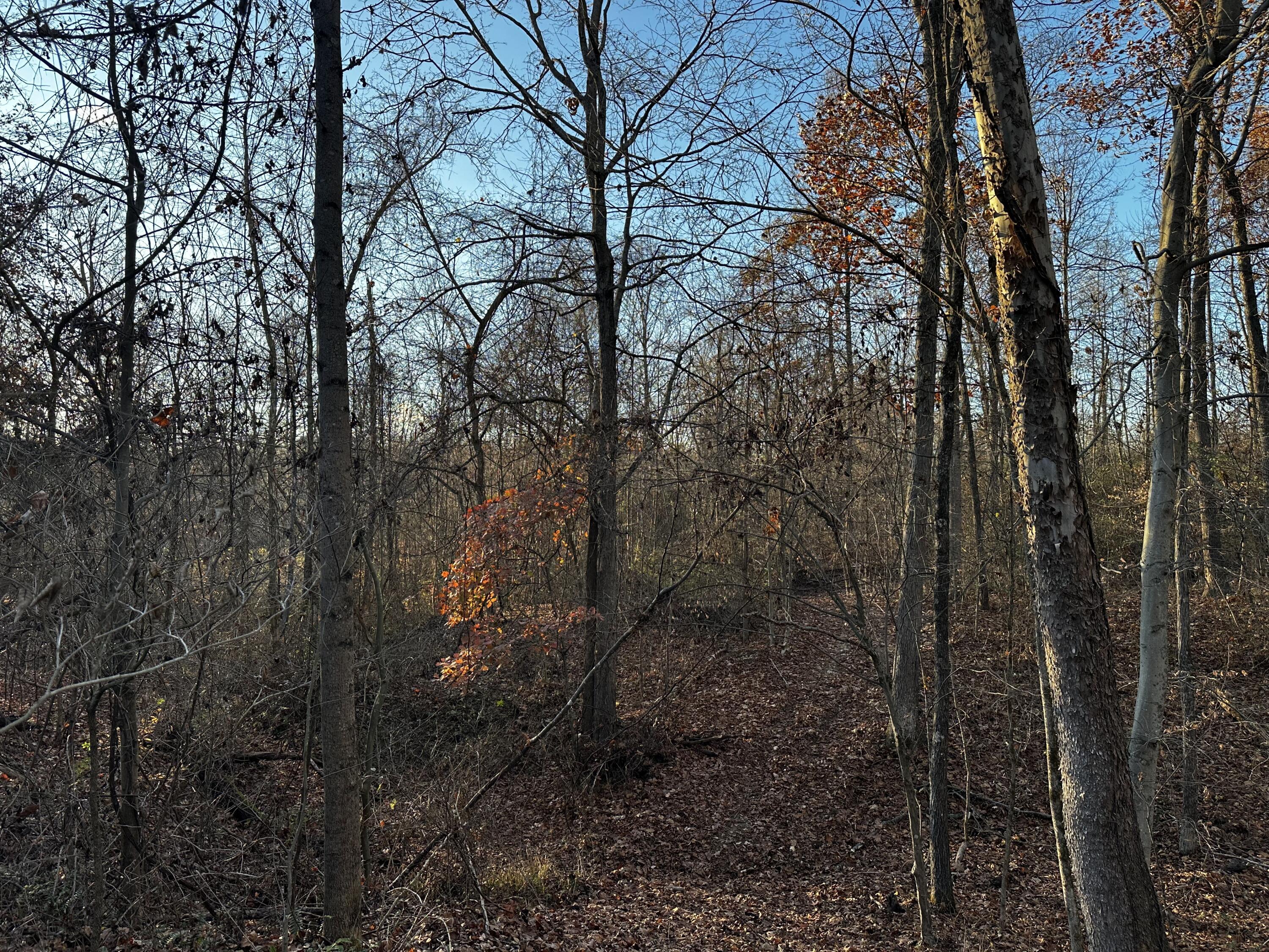 7342 Dutch Ridge Road #TRACT 1 AT DUTCH RIDGE, New Straitsville, Ohio image 32