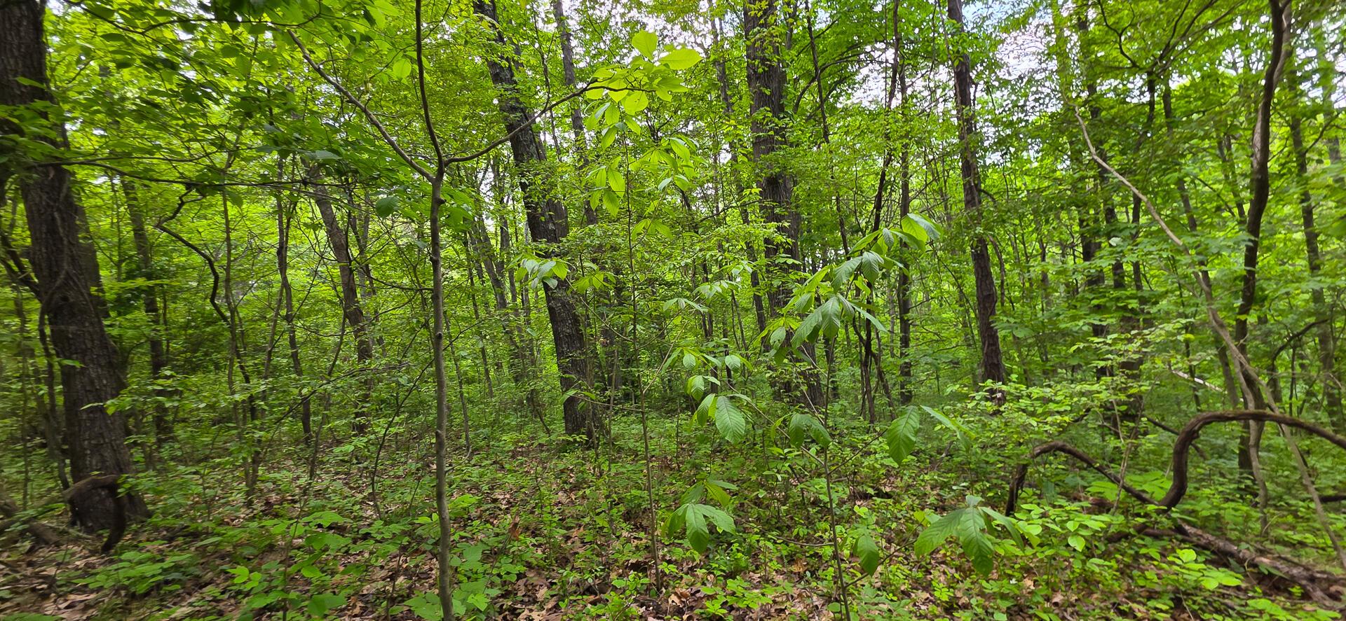 32325 Red Hill Road #PHASE I TRACT 1A BIG TIM, Langsville, Ohio image 25